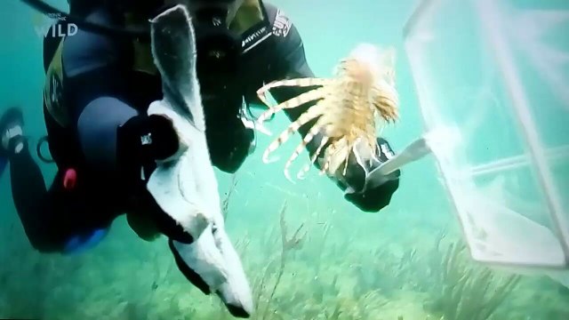 Aquamen les rois des aquariums Un aquarium en cristal