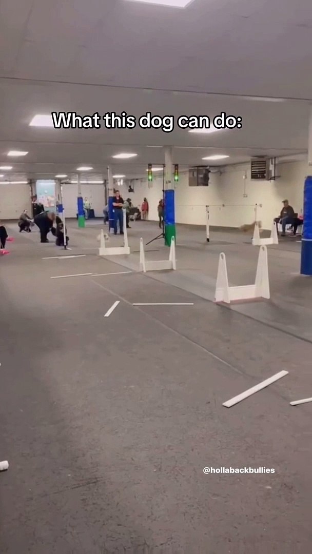 Others dog vs my dog