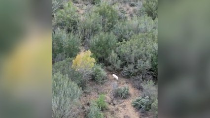 Türkiye'de ilk kez albino çakal görüldü