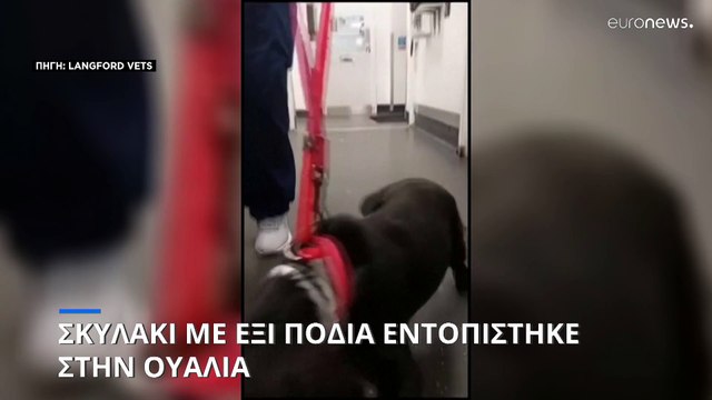 Ηνωμένο Βασίλειο: Εντοπίστηκε σκυλάκι με έξι πόδια στην Ουαλία