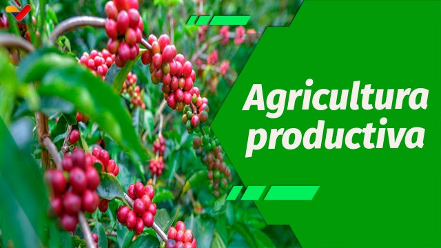 Cultivando Patria | El Plan Integral Café está conformado por 620 caficultores en el edo. Yaracuy