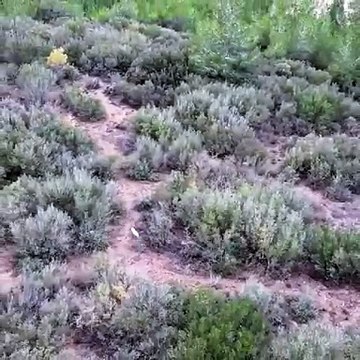 Türkiye'de ilk kez 'Albino çakal' görüldü