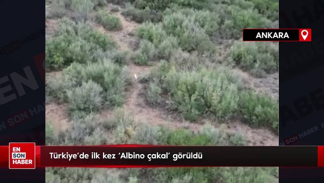 Türkiye'de ilk kez Albino çakal görüldü