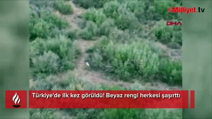 Türkiye'de ilk kez görüldü! Beyaz rengi herkesi şaşırttı