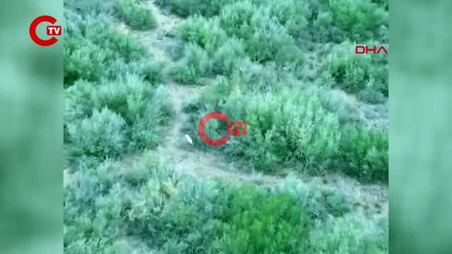 Türkiye'de ilk kez 'Albino çakal' görüldü