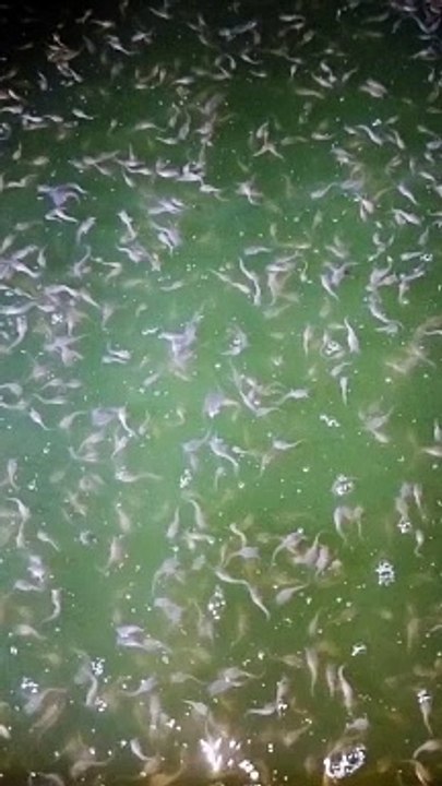Ngurus larva lele itu banyak tantangannya, jika kalian tidak sabar, pasti gak akan ketemu alurnya