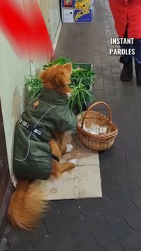 Ce chien récupère de l’argent dans un marché pour le bien de sa propriétaire