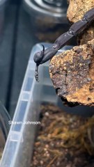 If you never saw a scorpion poop, you have now