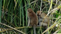 monkeys grooming in the wild