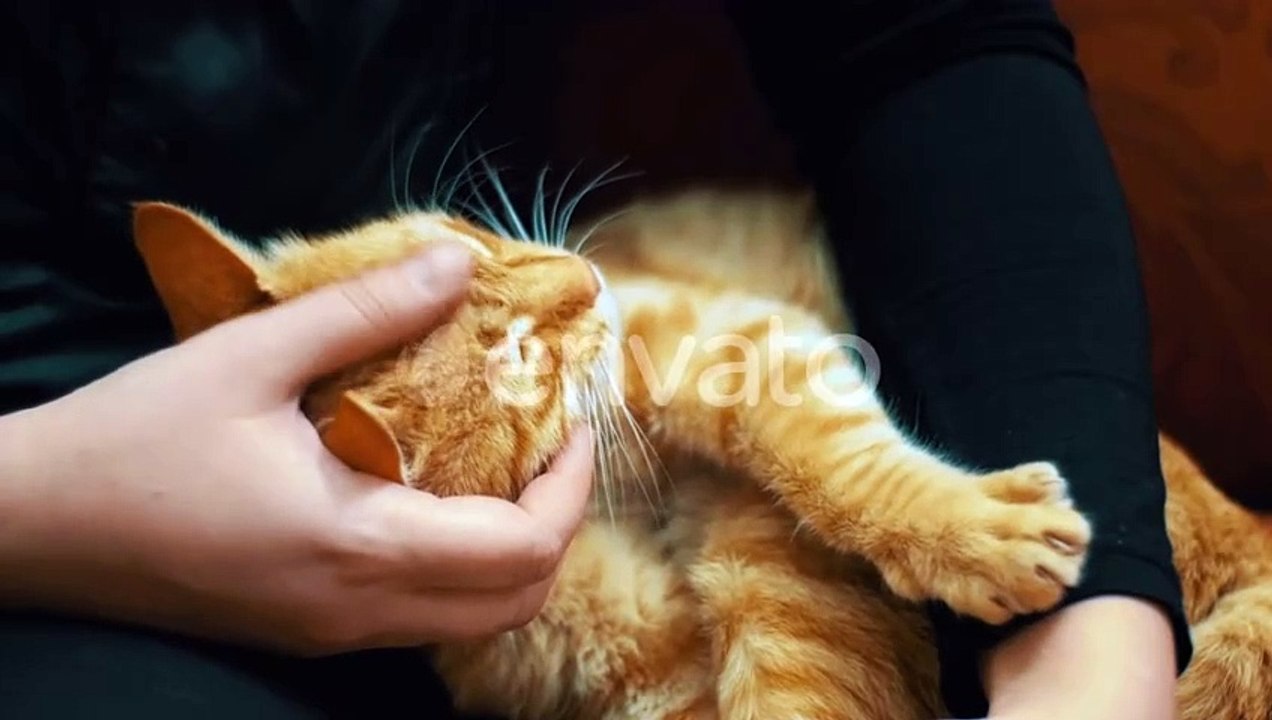 Woman Stroking a Red Cat Lying on the Couch, Nature Stock Footage ft. adorable & background - Envato Elements