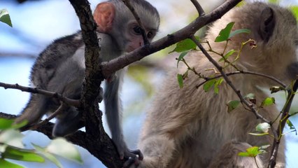 cute baby monkey grabs a leaf