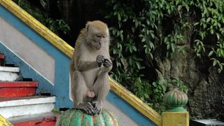 feeding a monkey in malaysia