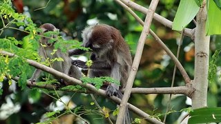 monkey climbing down a tree