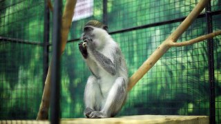 monkey eating at a zoo in a cage