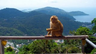 monkey eating in the top of the hill