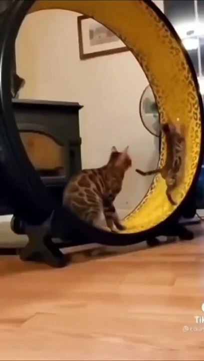So Cute Cat Funny Video
