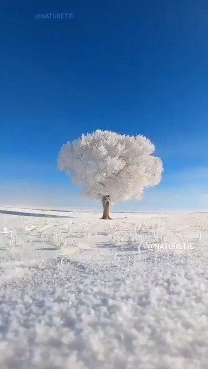 Snow