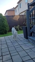 Doggy Dances For a Tomato