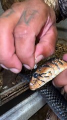 Bakıcısı yılanın eski derisini çıkarıyor!