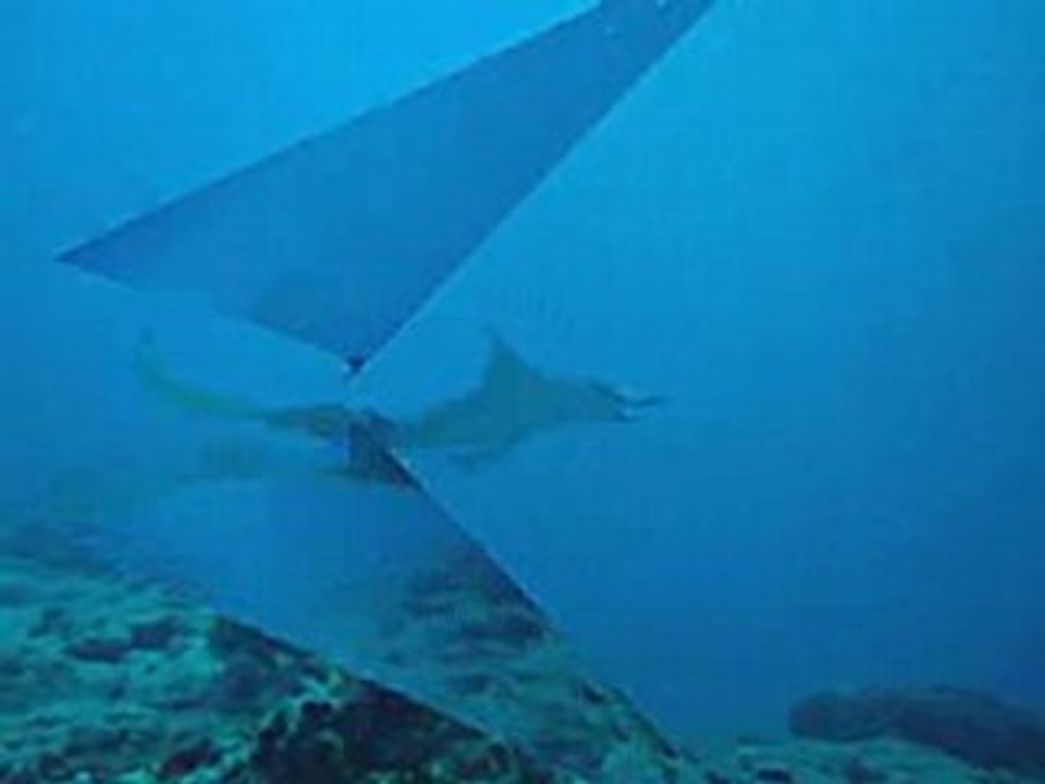 Raie manta de Benito