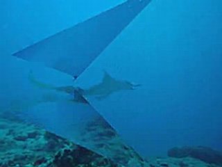 Raie manta de Benito