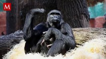 Nueva esperanza para los gorilas de llanura: nace una nueva cría en el zoológico de Londres