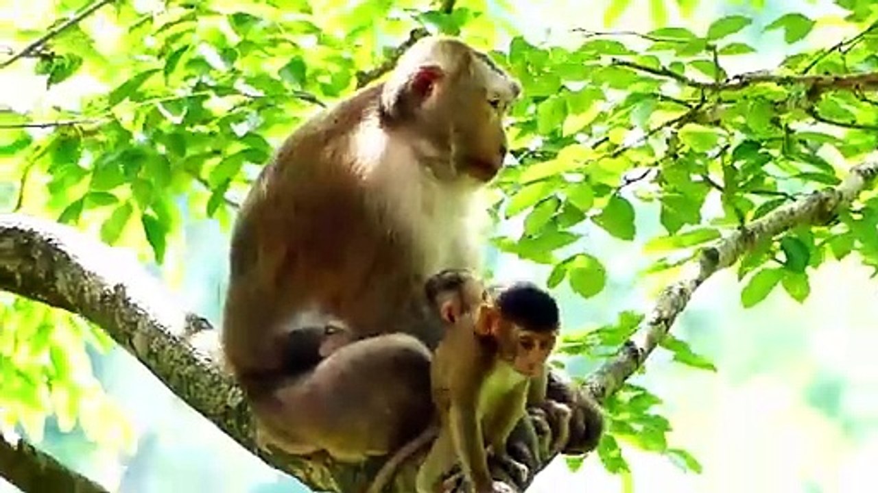 Poor Little Girl Find Harder To Look For Mother, But She Warby When Meeting Teva (720p_25fps_H264-192kbit_AAC)