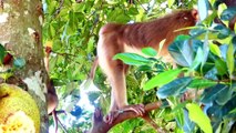 Poor group of monkey steal Jackfruit in my village, big female monkey 2 jackfruits fall to the land (720p_25fps_H264-192kbit_AAC)