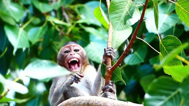 Poor little monkey crying loudly on high tree, Arina expressing her pithiness, she come to carry (720p_25fps_H264-192kbit_AAC)