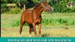 horse neigh- sound effect|horse sound