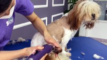 Dog SPA: Create a fresh and clear time for your furry companions!