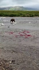 Fish Eater In Big Animals