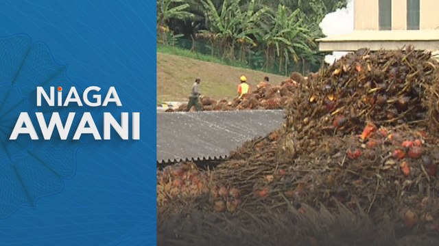 Niaga AWANI: Perladangan Sawit: Kemasukan pekerja asing dijangka jana pendapatan RM4 bilion