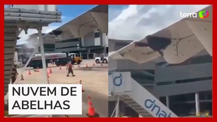 'Nuvem de abelhas' cerca avião e atrasa desembarque de passageiros no RN