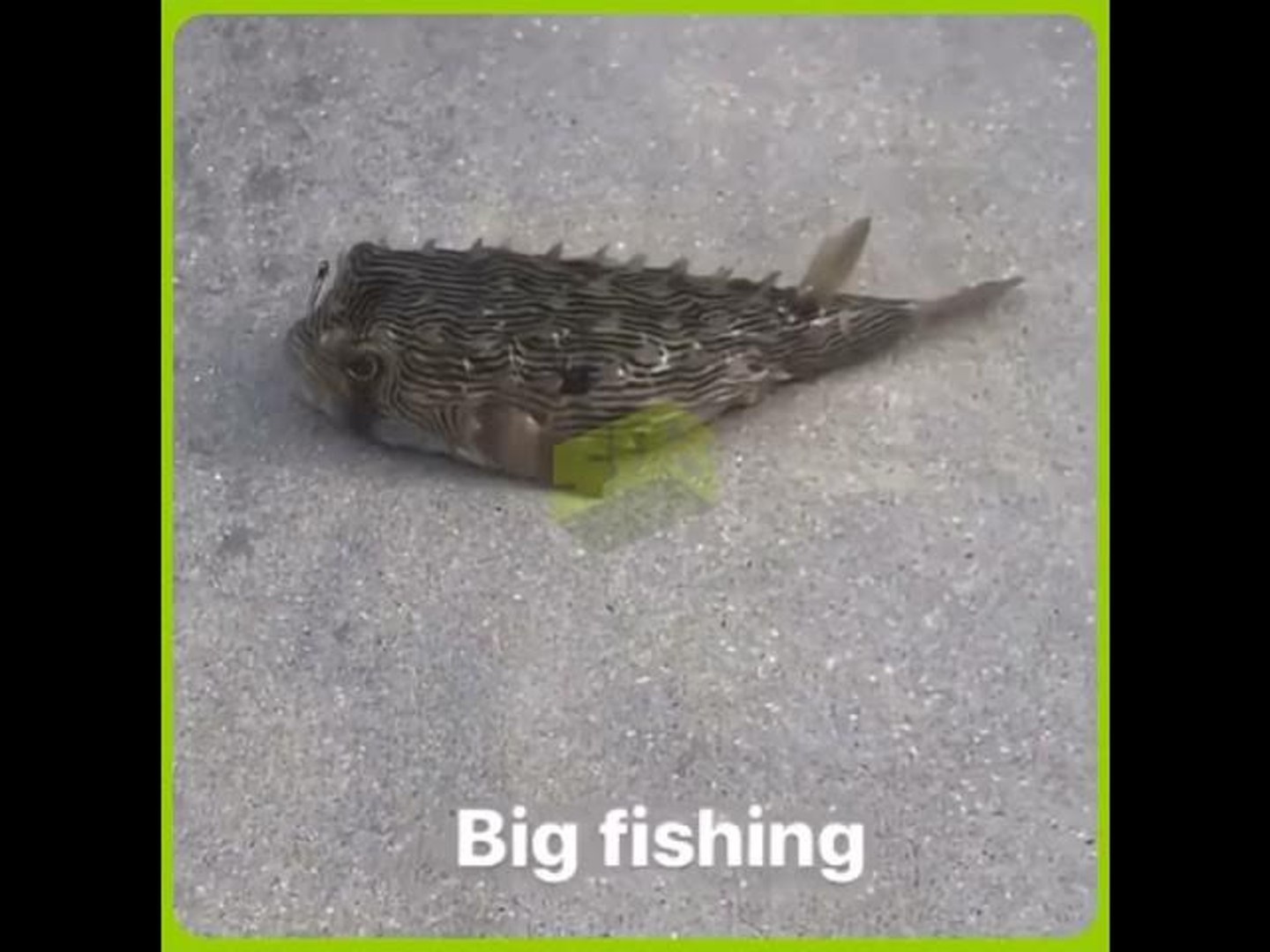 ⁣Megan Thee Stallion Catches Strange Fish