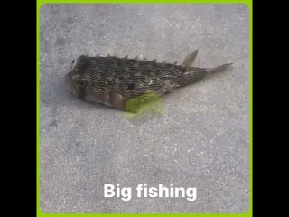 Megan Thee Stallion Catches Strange Fish