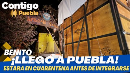 La jirafa Benito llegó al parque Africam Safari