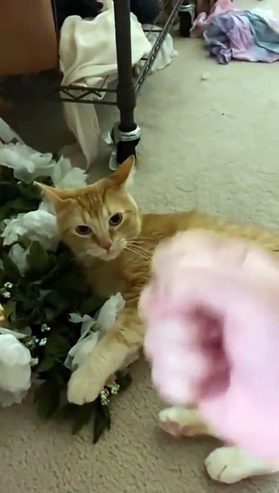 Cute and Funny Cat Videos Compilation #243Aww Animals.