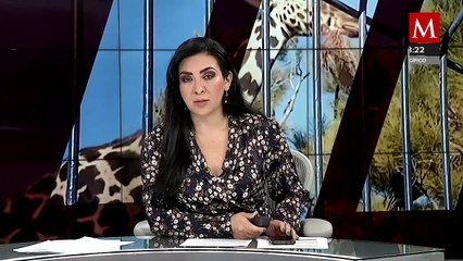 Finalmente inicia el proceso de traslado de la jirafa Benito