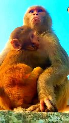 Bandar Shorts Video, Bandar Funny Video,Bandar Comedy Video, Mankey Video, Mankey Short #Animalsvideo#Animalsshorts#Shortsvideo#Indanvideo