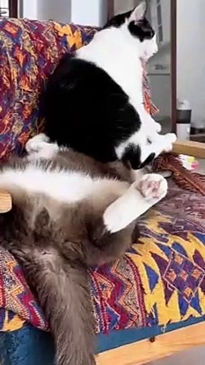 funny cat7