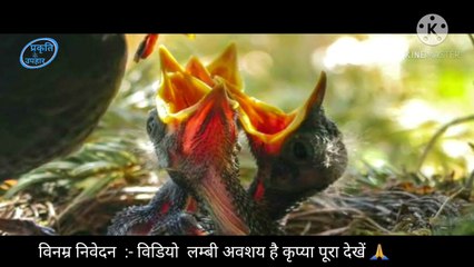 potter wasp make a pot and collect the caterpillars | potter wasp | wasp documentary