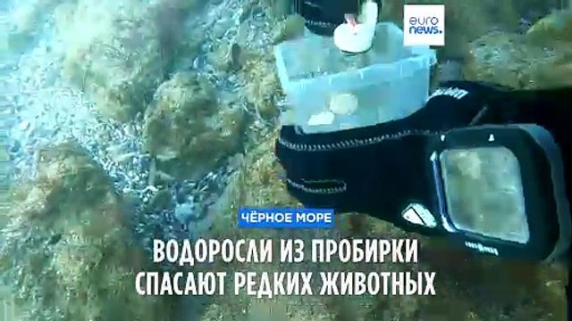 Водоросли из пробирки спасают редких морских животных