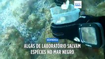 Algas cultivadas em laboratório salvam espécies no Mar Negro