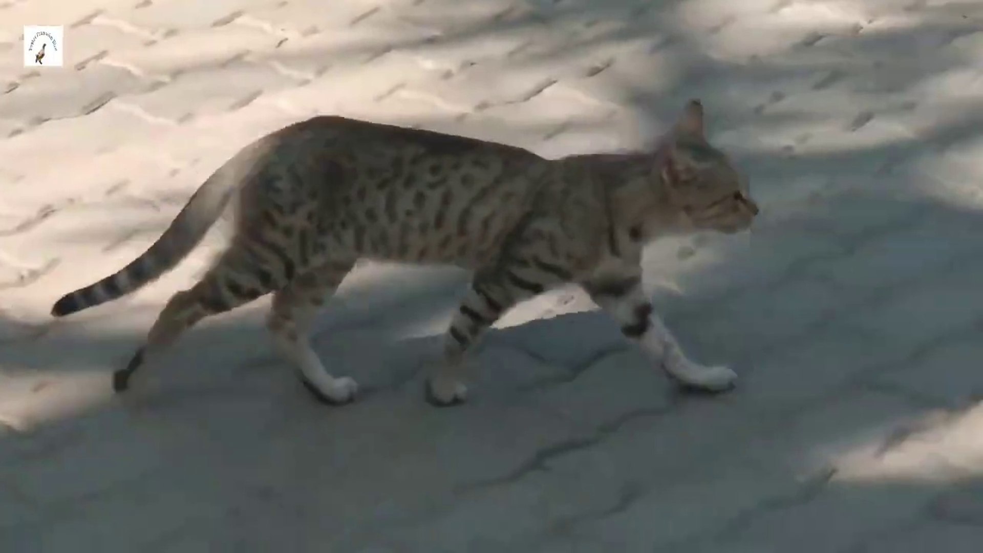 ⁣cute cat, hungry cat, beautifull cat animal