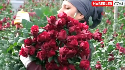 Gül, rekolte ve fiyatıyla üreticileri memnun ediyor