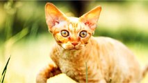 Devon Rex Cat VS. Cornish Rex Cat