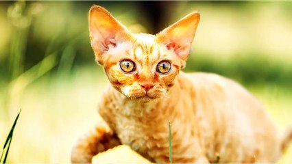 Devon Rex Cat VS. Cornish Rex Cat
