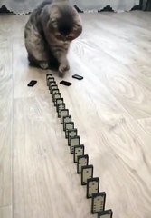 Domino Cat! Cute Cats!! Funny Cats #Shorts