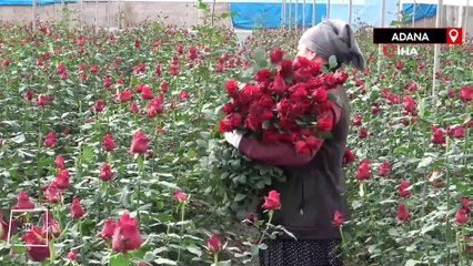 Adana'da gül, rekolte ve fiyatıyla üreticileri memnun ediyor